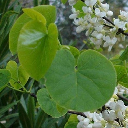 Cercis chinensis Spring Snow - Pb28