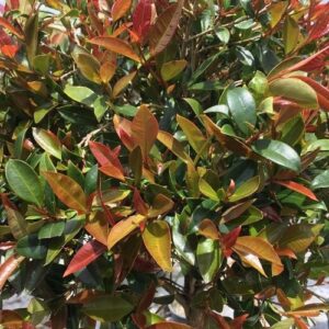 Syzygium Amber Glow - 1.5Ltr/2Ltr