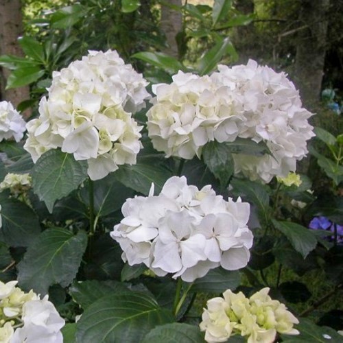 Hydrangea Julianna - 3.5Ltr