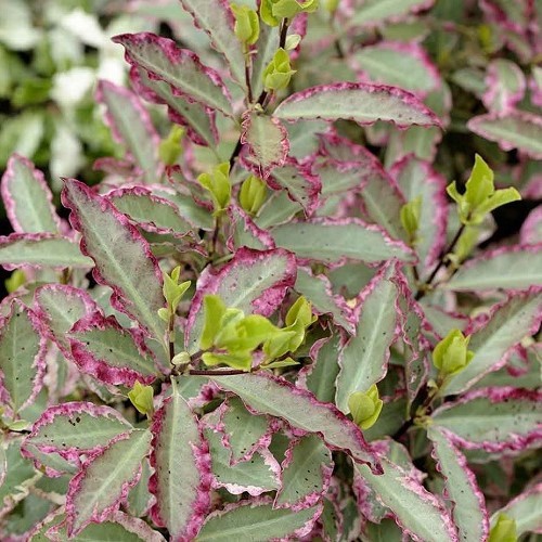 Pittosporum Elizabeth, Kohuhu - 2.5Ltr/3.3Ltr