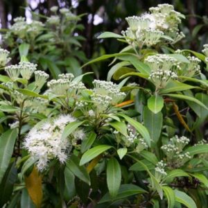Backhousia citriodora, Lemon Myrtle - Pb6.5