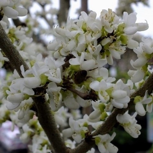 Cercis chinensis Spring Snow - Pb28 - Image 2