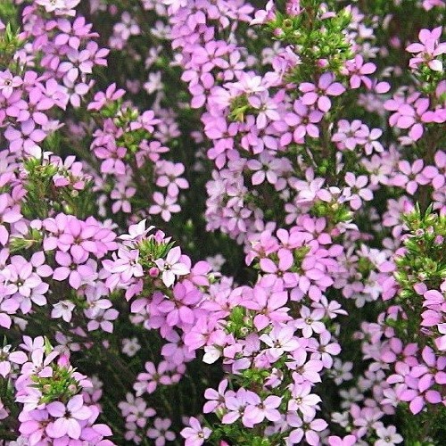 Coleonema Pink Confetti - 2Ltr/2.5Ltr