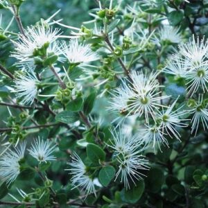 Metrosideros perforata, Small White Rata - 2.5Ltr