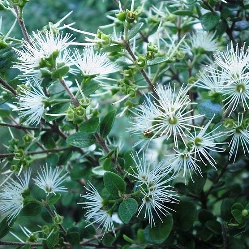 Metrosideros perforata, Small White Rata - 2.5Ltr