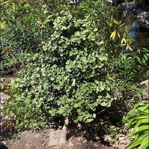Gingko Jade Butterflies, Maidenhair - Pb28