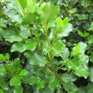 Griselinia Broadway Mint - Pot