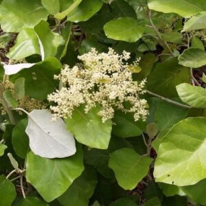 Brachyglottis repanda - 2Ltr/2.5Ltr