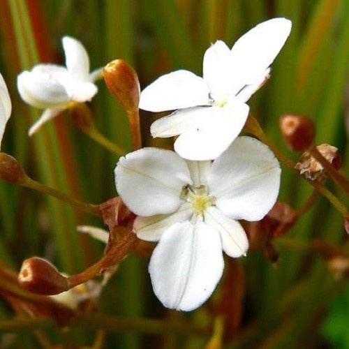 Libertia peregrinans, Mikoikoi - Pot - Image 2