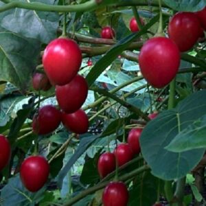 Tamarillo Laird's Large - 2Ltr