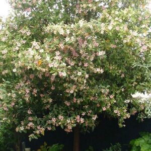 Lagunaria patersonii, Norfolk Island Hibiscus - Pb6.5