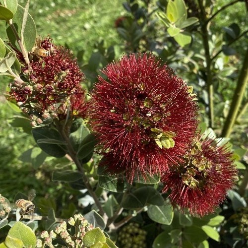 Metrosideros Mistral - 3.5Ltr