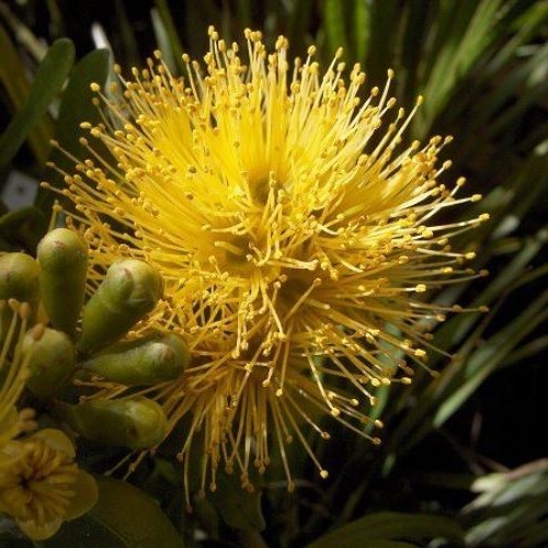 Metrosideros fulgens Gold, Gold Rata - 2.5Ltr