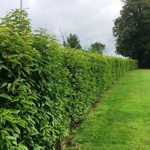 Prunus lusitanica, Portugal Laurel - Pot - Image 2