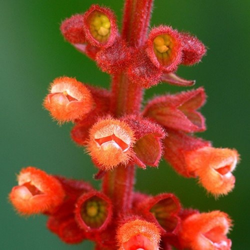 Salvia confertiflora, Red Velvet Sage - Pot - Image 2