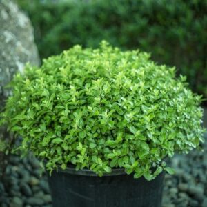 Pittosporum Little Kiwi - 2.5Ltr