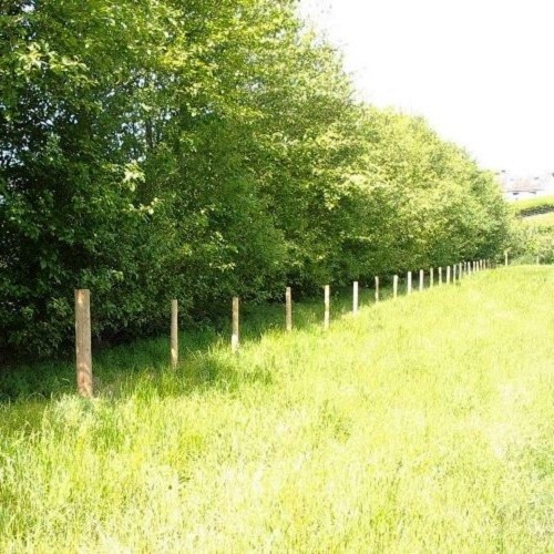 Alnus cordata, Italian Alder