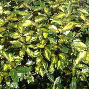 Elaeagnus Limelight - Pot