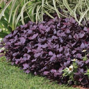 Alternanthera Little Ruby - 2Ltr/2.4Ltr