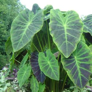 Colocasia Illustris - 2.5Ltr