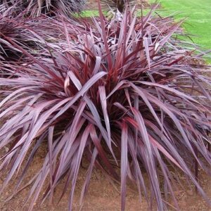 Cordyline Red Fountain - 2.5Ltr/3.3Ltr
