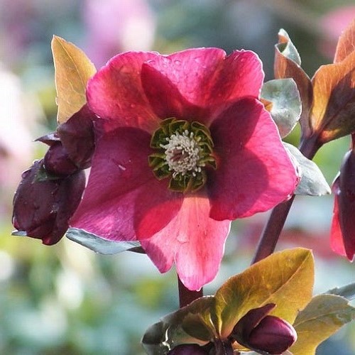 Helleborus Anna's Red - 2.5Ltr
