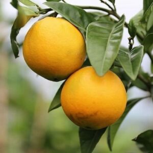 Orange Carter's Navel - Pb10