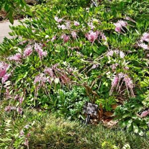 Indigofera decora - 2Ltr/2.4Ltr