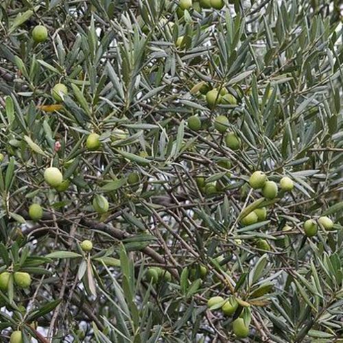 Olive J5 - 1.5Ltr