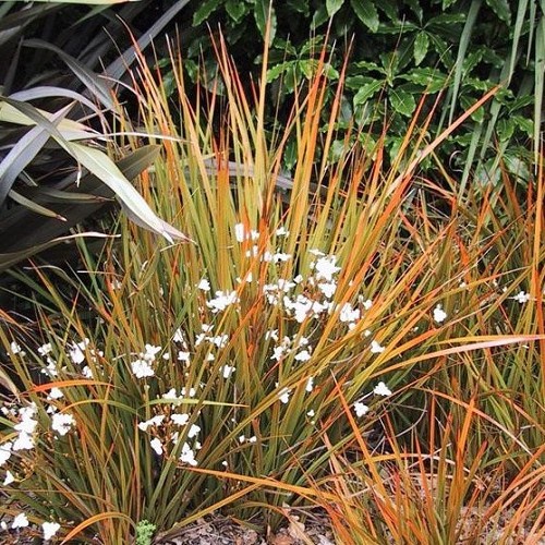 Libertia peregrinans, Mikoikoi - Pot
