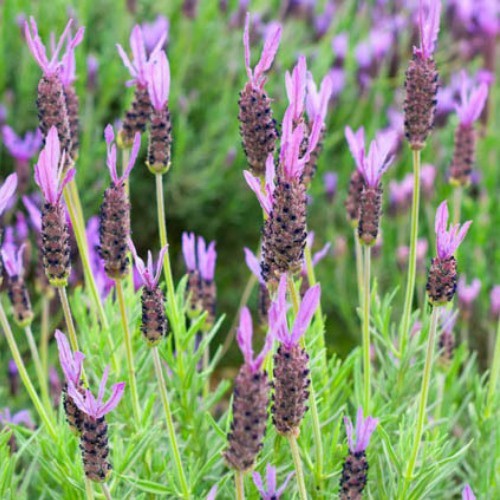 Lavandula stoechas Major - Pb5 - Greenleaf Nurseries