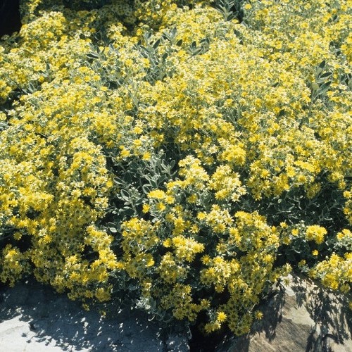 Brachyglottis x Otari Cloud - Pb5/Pb6.5