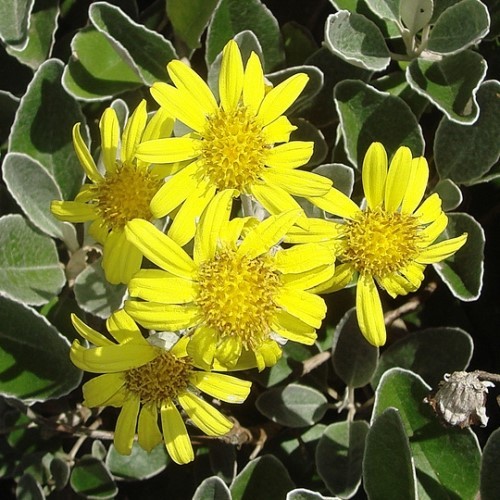 Brachyglottis x Otari Cloud - Pb5/Pb6.5 - Image 2