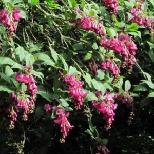 Buddleia colvilei, Colvile Butterfly Bush - 3.5Ltr