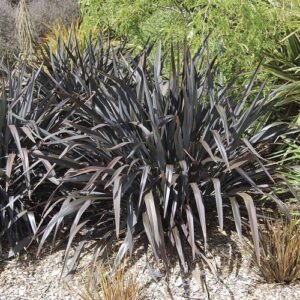 Phormium t. Dark Delight, Flax - 4Ltr
