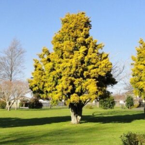 Podocarpus t. Aurea, Golden Totara