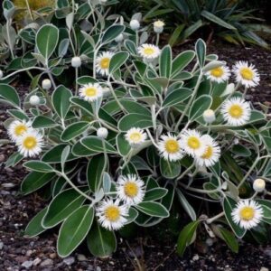 Pachystegia insignis, Marlborough Rock Daisy - Pb5