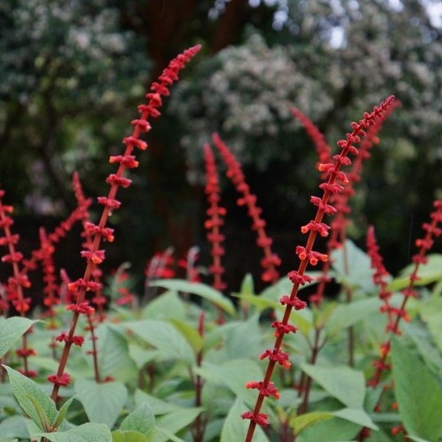 Salvia confertiflora, Red Velvet Sage - Pot