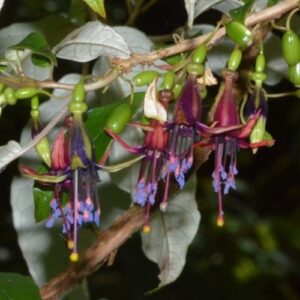 Fuchsia excorticata, Kotukutuku - 1Ltr
