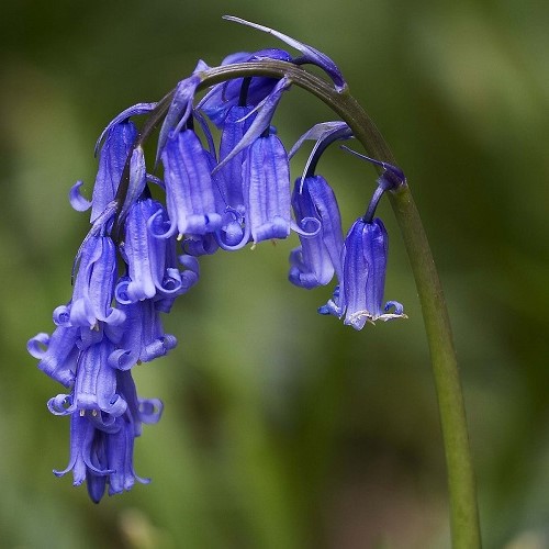 Scilla - English Bluebells - Image 2