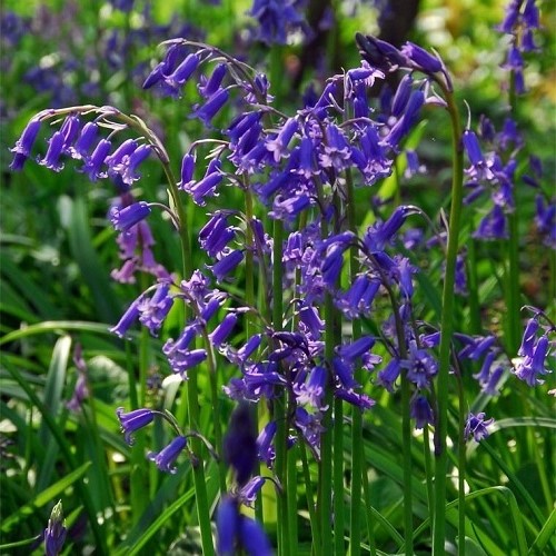 Scilla - English Bluebells