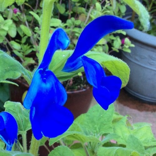 Salvia Blue Angel, Gentian Sage - 1.5Ltr - Image 2