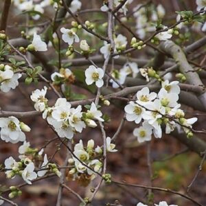 Chaenomeles Alba, Japanese Quince - 2.5Ltr