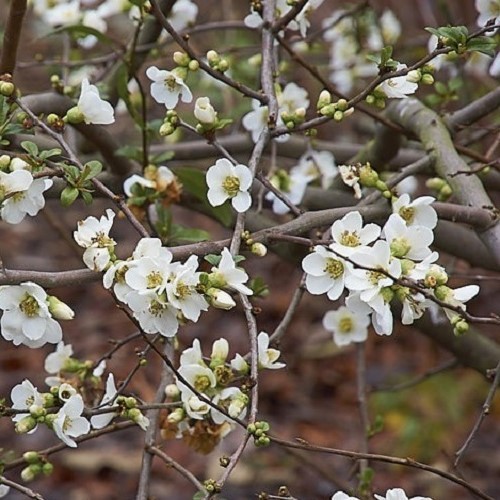 Chaenomeles Alba, Japanese Quince - 2.5Ltr