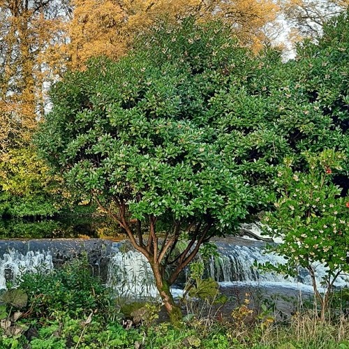 Arbutus unedo, Strawberry Tree - Pot