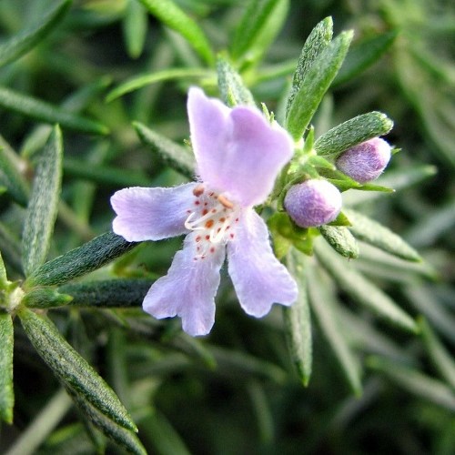 Westringia Aussie Box, Coastal Rosemary - 2Ltr - Image 2