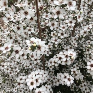 Leptospermum Karekare, Manuka - 2Ltr