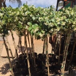 Trachelospermum jasminoides STD, Star Jasmine