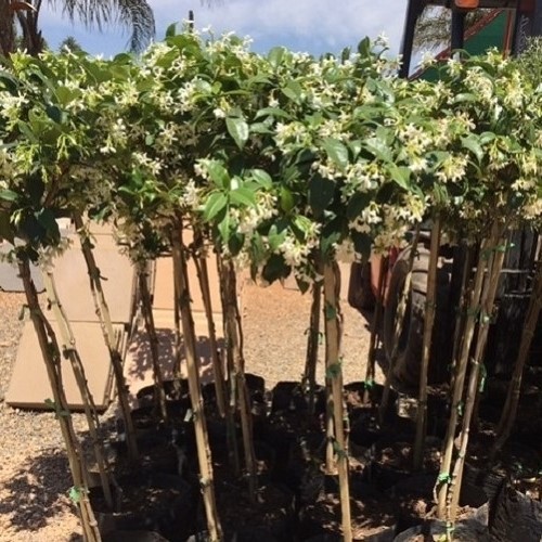 Trachelospermum jasminoides STD, Star Jasmine