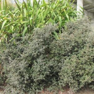 Corokia Jaxon - Pb5